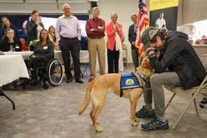 Find PTSD Service Dogs Near You Today My Caring Dog – Tips, Stories, and Care Guides for Loving Pet Owners Find PTSD Service Dogs Near You Today | My Caring Dog – Tips, Stories, and Care Guides for Loving Pet Owners