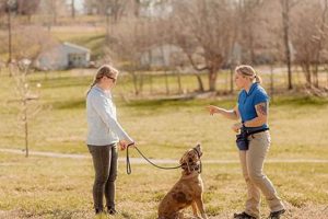 Top Working Dog Training Near Me: Find Experts My Caring Dog – Tips, Stories, and Care Guides for Loving Pet Owners Top Working Dog Training Near Me: Find Experts | My Caring Dog – Tips, Stories, and Care Guides for Loving Pet Owners