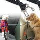Best Dog Car Seat Belt Attachments & Harnesses | My Caring Dog – Tips, Stories, and Care Guides for Loving Pet Owners
