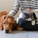 Top Care.com Dog Sitters: Find The Best | My Caring Dog – Tips, Stories, and Care Guides for Loving Pet Owners