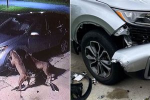 Man's Car Attacked by Dogs After Incident | My Caring Dog – Tips, Stories, and Care Guides for Loving Pet Owners