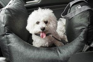 Best Funny Fuzzy Dog Car Seats for Safe Travels | My Caring Dog – Tips, Stories, and Care Guides for Loving Pet Owners