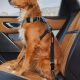 Best Dog Car Seat Belts: Safe & Secure Travel | My Caring Dog – Tips, Stories, and Care Guides for Loving Pet Owners