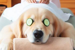 Top Canines Near Me: Car Dog Edition | My Caring Dog – Tips, Stories, and Care Guides for Loving Pet Owners