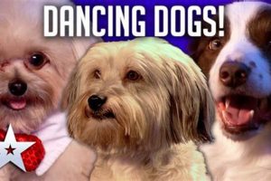 Ultimate Dancing Dogs Pet Care Guide | My Caring Dog – Tips, Stories, and Care Guides for Loving Pet Owners