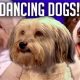 Ultimate Dancing Dogs Pet Care Guide | My Caring Dog – Tips, Stories, and Care Guides for Loving Pet Owners