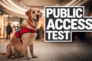 Car Dog Public Access Test & Certification | My Caring Dog – Tips, Stories, and Care Guides for Loving Pet Owners