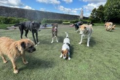 Best Dog Day Care in Wigan | Top Kennels | My Caring Dog – Tips, Stories, and Care Guides for Loving Pet Owners
