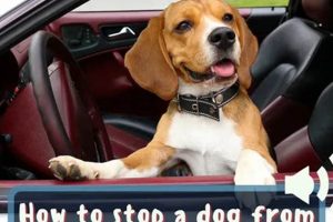 Quiet Car Rides: Stop Dog Barking Now! My Caring Dog – Tips, Stories, and Care Guides for Loving Pet Owners Quiet Car Rides: Stop Dog Barking Now! | My Caring Dog – Tips, Stories, and Care Guides for Loving Pet Owners
