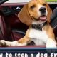 Quiet Car Rides: Stop Dog Barking Now! | My Caring Dog – Tips, Stories, and Care Guides for Loving Pet Owners