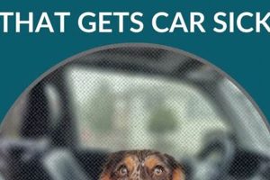 Dog Car Sick? Tips & Remedies to Help My Caring Dog – Tips, Stories, and Care Guides for Loving Pet Owners Dog Car Sick? Tips & Remedies to Help | My Caring Dog – Tips, Stories, and Care Guides for Loving Pet Owners