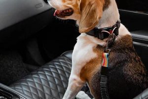 Best Dog Car Accessories for Safe Travels My Caring Dog – Tips, Stories, and Care Guides for Loving Pet Owners Best Dog Car Accessories for Safe Travels | My Caring Dog – Tips, Stories, and Care Guides for Loving Pet Owners