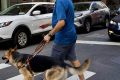 Find Seeing Eye Dogs Near Me | Car Dog | My Caring Dog – Tips, Stories, and Care Guides for Loving Pet Owners