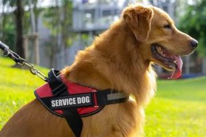 Highly Trained Service Dogs: Assistance & Support | My Caring Dog – Tips, Stories, and Care Guides for Loving Pet Owners