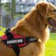 Highly Trained Service Dogs: Assistance & Support | My Caring Dog – Tips, Stories, and Care Guides for Loving Pet Owners