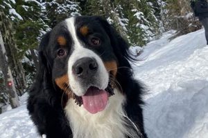 Bernese Mountain Dog Care: Easy or Demanding? | My Caring Dog – Tips, Stories, and Care Guides for Loving Pet Owners
