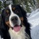 Bernese Mountain Dog Care: Easy or Demanding? | My Caring Dog – Tips, Stories, and Care Guides for Loving Pet Owners