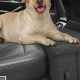 Best Car Front Seat Extenders For Dogs: Guide | My Caring Dog – Tips, Stories, and Care Guides for Loving Pet Owners