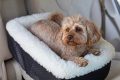 Top Snoozer Car Seats For Dogs: Safe & Comfy | My Caring Dog – Tips, Stories, and Care Guides for Loving Pet Owners