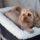 Top Snoozer Car Seats For Dogs: Safe & Comfy | My Caring Dog – Tips, Stories, and Care Guides for Loving Pet Owners