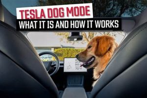 Dog Mode Car | My Caring Dog – Tips, Stories, and Care Guides for Loving Pet Owners