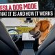Dog Mode Car | My Caring Dog – Tips, Stories, and Care Guides for Loving Pet Owners