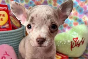 Best Puppies in Oregon Live: Car Dog Edition My Caring Dog – Tips, Stories, and Care Guides for Loving Pet Owners Best Puppies in Oregon Live: Car Dog Edition | My Caring Dog – Tips, Stories, and Care Guides for Loving Pet Owners