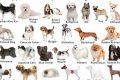Find Your Perfect Car Dog Companion: A Guide | My Caring Dog – Tips, Stories, and Care Guides for Loving Pet Owners