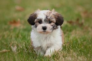 Top Cute Small Dogs: Easy Care Guide | My Caring Dog – Tips, Stories, and Care Guides for Loving Pet Owners