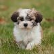 Top Cute Small Dogs: Easy Care Guide | My Caring Dog – Tips, Stories, and Care Guides for Loving Pet Owners