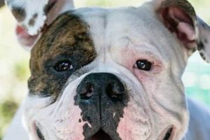 Dog in Hot Car: Illegal or Legal? | My Caring Dog – Tips, Stories, and Care Guides for Loving Pet Owners