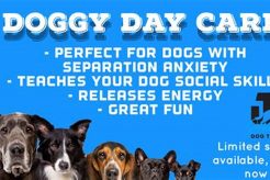 Best Dog Day Care in Port Macquarie | Top Centers | My Caring Dog – Tips, Stories, and Care Guides for Loving Pet Owners