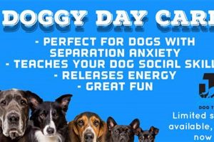 Best Dog Day Care in Port Macquarie | Top Centers | My Caring Dog – Tips, Stories, and Care Guides for Loving Pet Owners