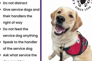 Get a Free Service Dog: Complete Guide & Resources | My Caring Dog – Tips, Stories, and Care Guides for Loving Pet Owners