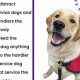 Get a Free Service Dog: Complete Guide & Resources | My Caring Dog – Tips, Stories, and Care Guides for Loving Pet Owners