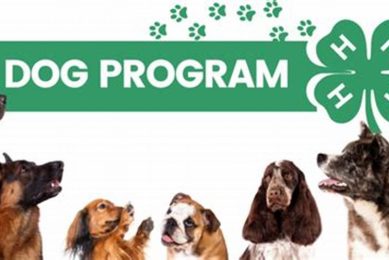 Dog Program | My Caring Dog – Tips, Stories, and Care Guides for Loving Pet Owners
