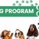 Dog Program | My Caring Dog – Tips, Stories, and Care Guides for Loving Pet Owners