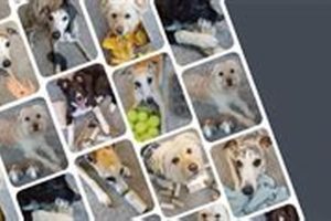 Ultimate Dogo Pet Care Guide & Tips | My Caring Dog – Tips, Stories, and Care Guides for Loving Pet Owners