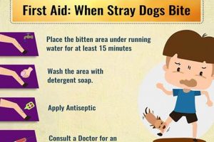 Urgent Care For Dog Bite My Caring Dog – Tips, Stories, and Care Guides for Loving Pet Owners Urgent Care For Dog Bite | My Caring Dog – Tips, Stories, and Care Guides for Loving Pet Owners