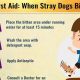 Urgent Care For Dog Bite | My Caring Dog – Tips, Stories, and Care Guides for Loving Pet Owners