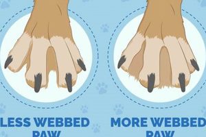 The Ultimate Dog Web Guide for Car Owners | My Caring Dog – Tips, Stories, and Care Guides for Loving Pet Owners