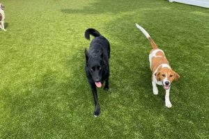 Top-Rated Madison Dog Day Care & Boarding | My Caring Dog – Tips, Stories, and Care Guides for Loving Pet Owners