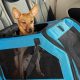 Best Dog Carrier Car Seats & Travel Crates | My Caring Dog – Tips, Stories, and Care Guides for Loving Pet Owners