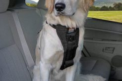 Best Car Safe Harness for Dogs: Ultimate Guide | My Caring Dog – Tips, Stories, and Care Guides for Loving Pet Owners