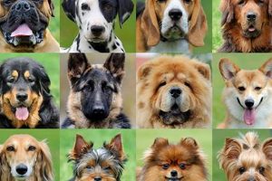 Fetch! HTTP Dogs: A Car Companion's Guide | My Caring Dog – Tips, Stories, and Care Guides for Loving Pet Owners