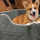 Best Booster Car Seats for Medium Dogs: Safe & Comfy | My Caring Dog – Tips, Stories, and Care Guides for Loving Pet Owners