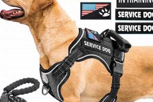 Best Service Dog Inc: Training & Support My Caring Dog – Tips, Stories, and Care Guides for Loving Pet Owners Best Service Dog Inc: Training & Support | My Caring Dog – Tips, Stories, and Care Guides for Loving Pet Owners