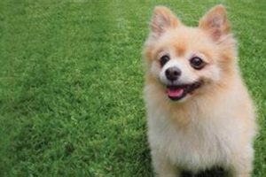 Best Dog Day Care Centers in Coffs Harbour, NSW My Caring Dog – Tips, Stories, and Care Guides for Loving Pet Owners Best Dog Day Care Centers in Coffs Harbour, NSW | My Caring Dog – Tips, Stories, and Care Guides for Loving Pet Owners