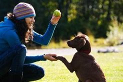 Become a Certified Dog Trainer with Penn Foster My Caring Dog – Tips, Stories, and Care Guides for Loving Pet Owners Become a Certified Dog Trainer with Penn Foster | My Caring Dog – Tips, Stories, and Care Guides for Loving Pet Owners