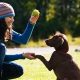 Become a Certified Dog Trainer with Penn Foster | My Caring Dog – Tips, Stories, and Care Guides for Loving Pet Owners